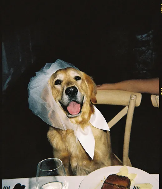 Dog in a veil at a wedding, shot by a guest